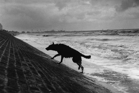 Michel Vanden Eeckhoudt / Agence VU' Angkor Photo Festival &